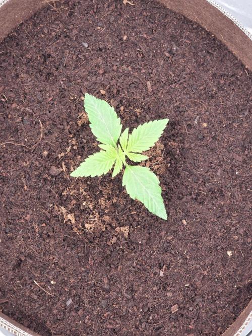 Strawberry Milk and Cookies Remix #2. Week 2