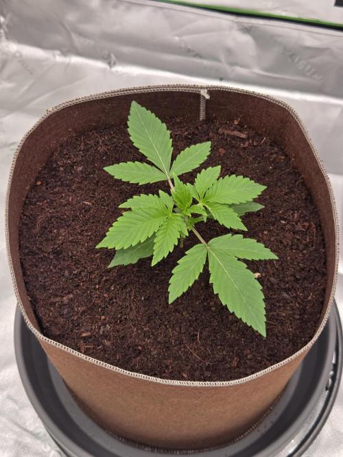 Strawberry Milk and Cookies Remix #2. Week 3