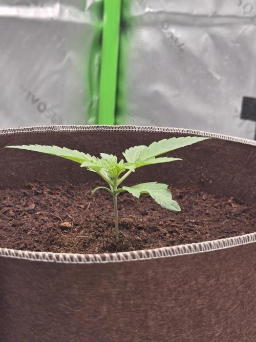 Strawberry Milk and Cookies Remix #2. Week 3