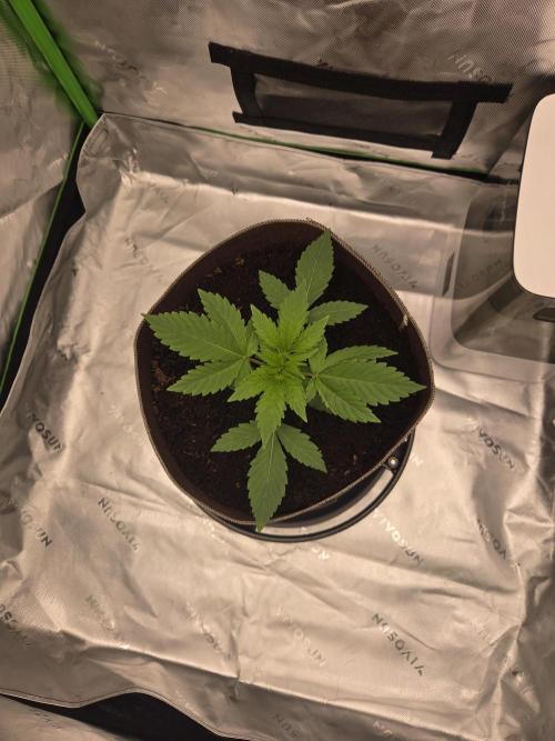 Strawberry Milk and Cookies Remix #2. Week 4