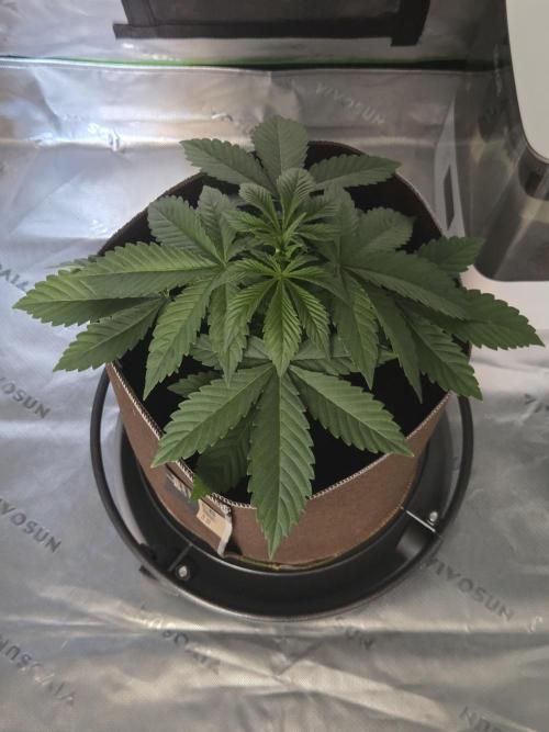 Strawberry Milk and Cookies Remix #2. Week 4