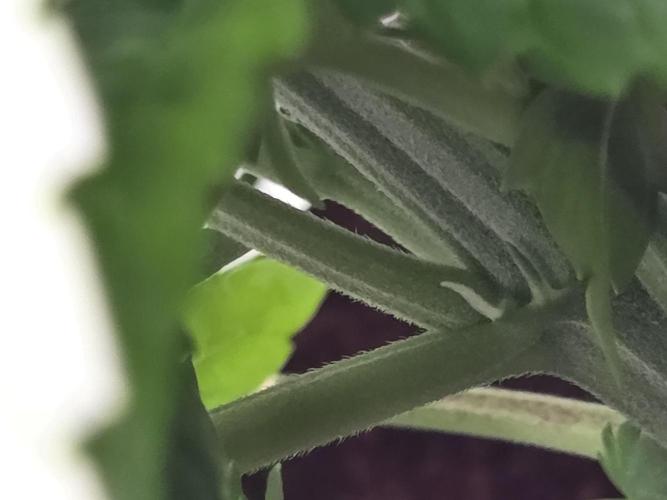 Strawberry Milk and Cookies Remix #2. Week 4