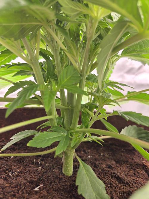 Strawberry Milk and Cookies Remix #2. Week 5 - Strong branching.