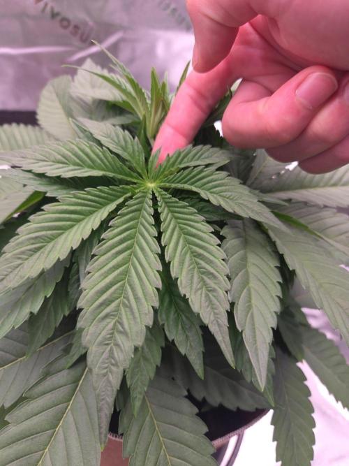 Strawberry Milk and Cookies Remix #2. Week 5 - This leaf grew a tail. 