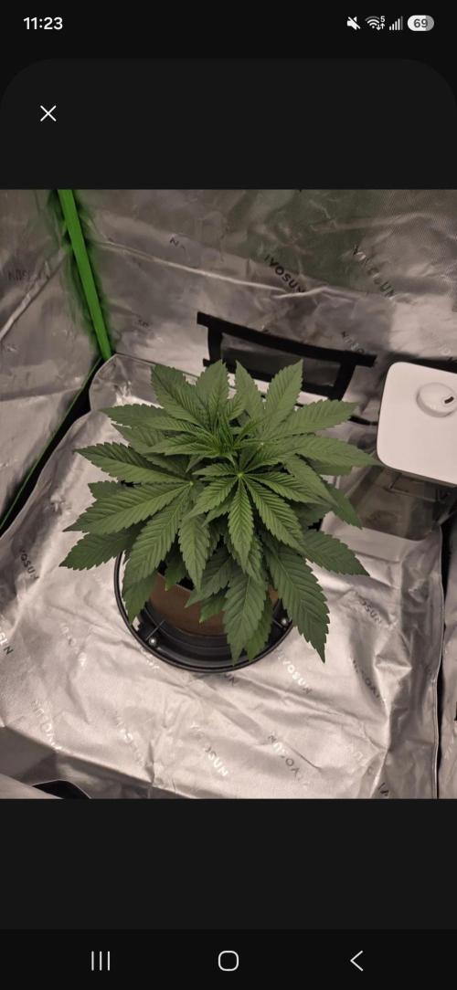 Strawberry Milk and Cookies Remix #2. Week 5