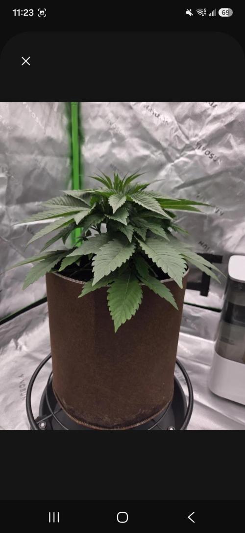 Strawberry Milk and Cookies Remix #2. Week 5 - Measured around 9'' tall. 