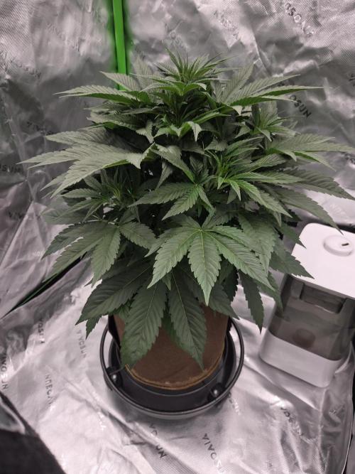 Strawberry Milk and Cookies Remix #2. Week 6