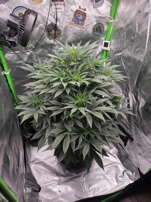 Strawberry Milk and Cookies Remix #2. Week 7