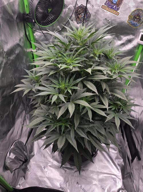 Strawberry Milk and Cookies Remix #2. Week 7