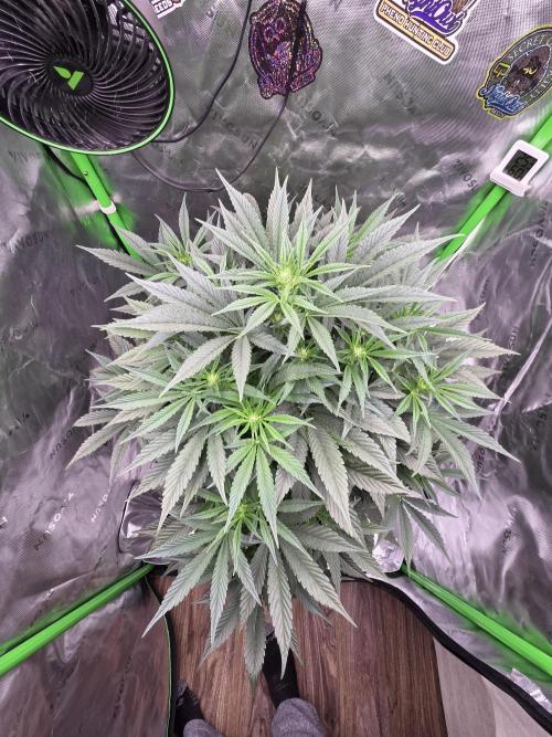 Strawberry Milk and Cookies Remix #2. Week 7