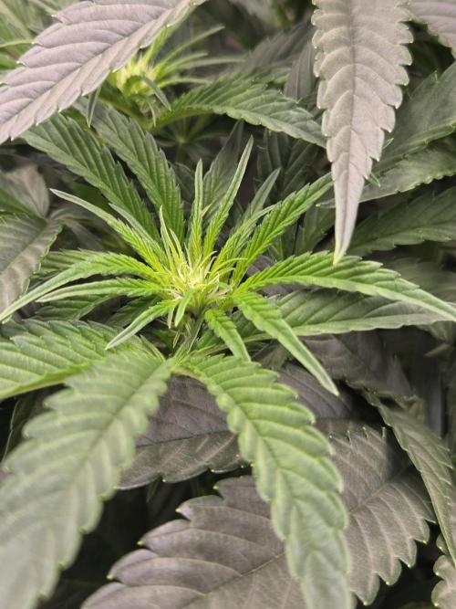 Strawberry Milk and Cookies Remix #2. Week 7