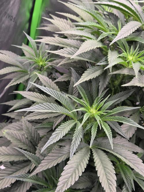 Strawberry Milk and Cookies Remix #2. Week 7