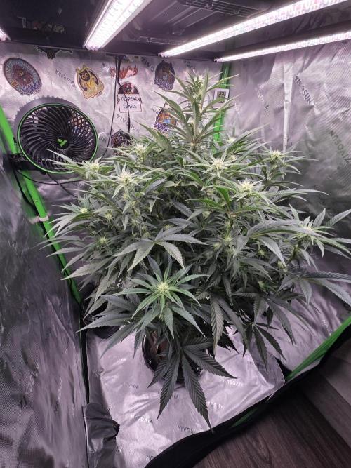 Strawberry Milk and Cookies Remix #2. Week 8