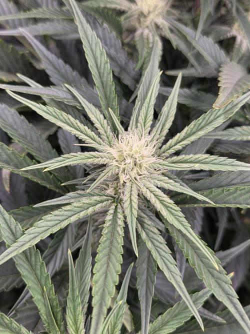 Grow Tent Pro 2.7x2.7 P276 (32 x 32 x 63 in). Week 8