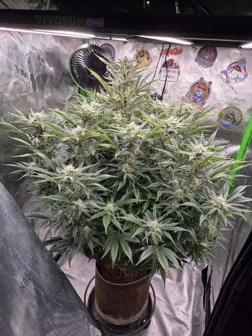 Strawberry Milk and Cookies Remix #2. Week 9