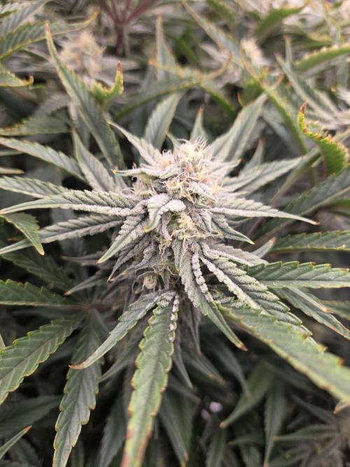 Strawberry Milk and Cookies Remix #2. Week 9