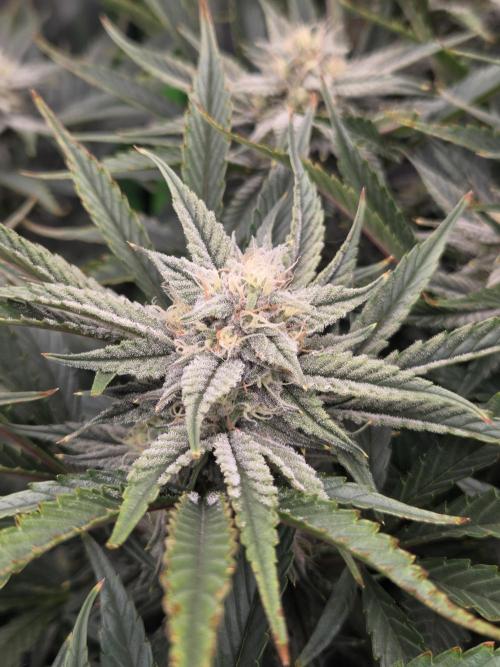 Strawberry Milk and Cookies Remix #2. Week 9