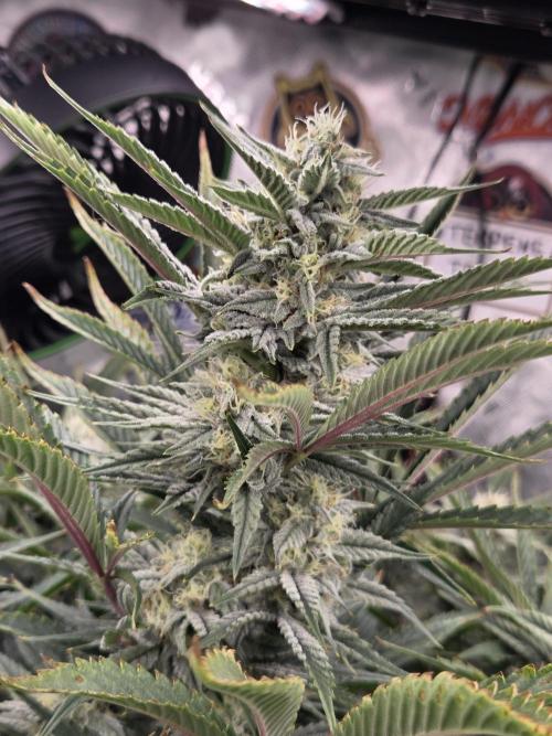 Strawberry Milk and Cookies Remix #2. Week 9
