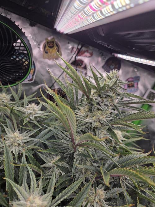 Strawberry Milk and Cookies Remix #2. Week 9