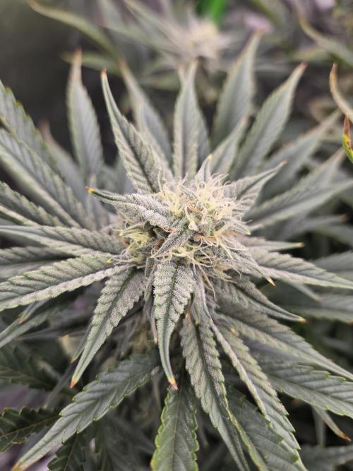 Strawberry Milk and Cookies Remix #2. Week 9