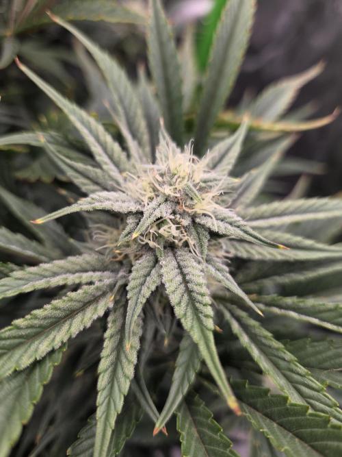 Grow Tent Pro 2.7x2.7 P276 (32 x 32 x 63 in). Week 9