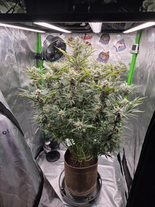 Strawberry Milk and Cookies Remix #2. Week 10