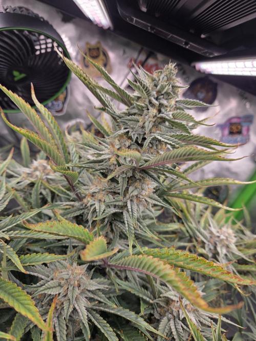 Strawberry Milk and Cookies Remix #2. Week 10