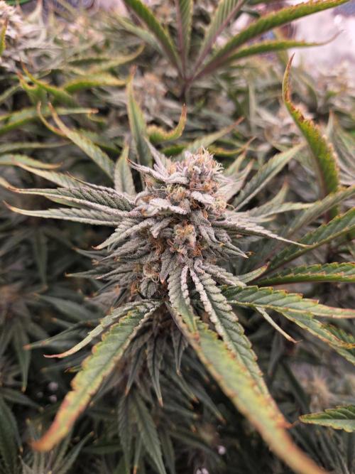 Strawberry Milk and Cookies Remix #2. Week 10