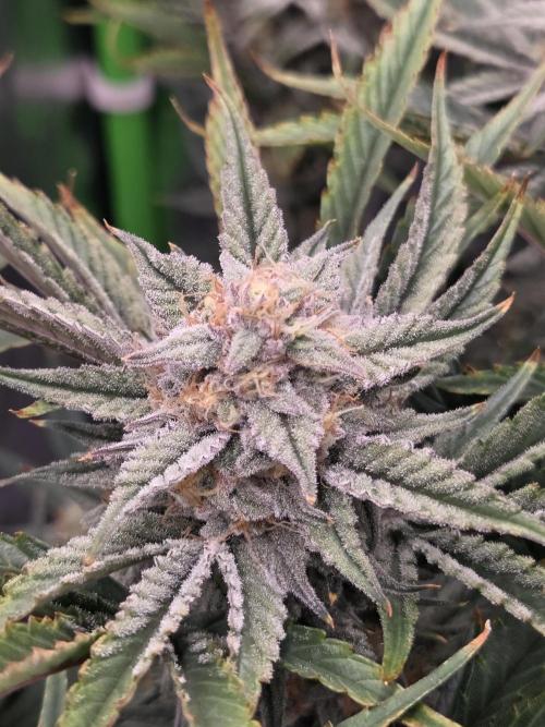 Strawberry Milk and Cookies Remix #2. Week 10