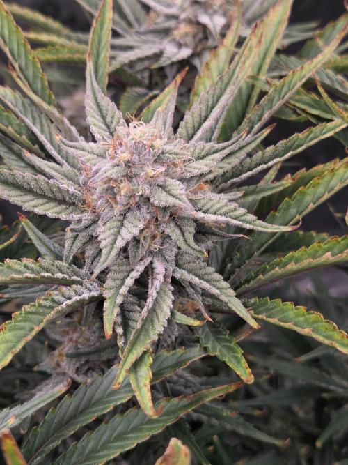 Strawberry Milk and Cookies Remix #2. Week 10