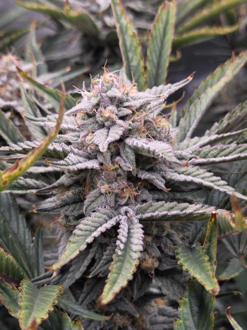 Strawberry Milk and Cookies Remix #2. Week 10