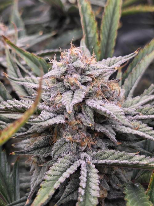Strawberry Milk and Cookies Remix #2. Week 10