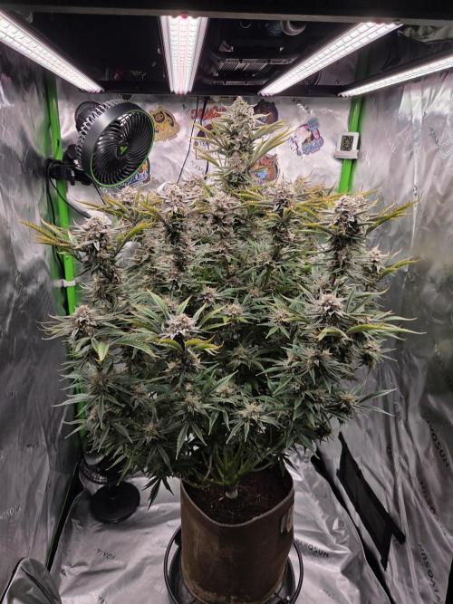Strawberry Milk and Cookies Remix #2. Week 11