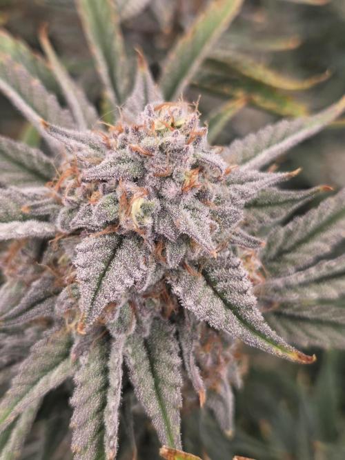 Strawberry Milk and Cookies Remix #2. Week 11