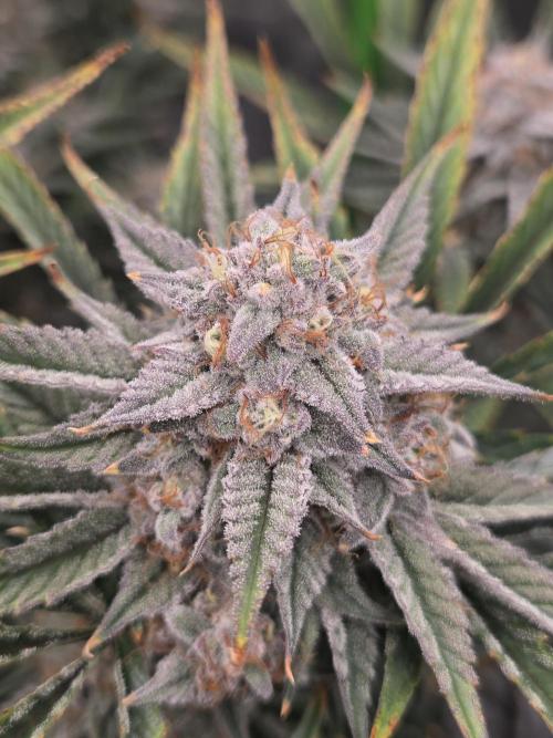 Strawberry Milk and Cookies Remix #2. Week 11
