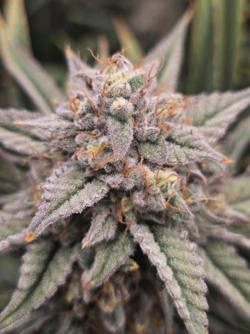 Strawberry Milk and Cookies Remix #2. Week 11