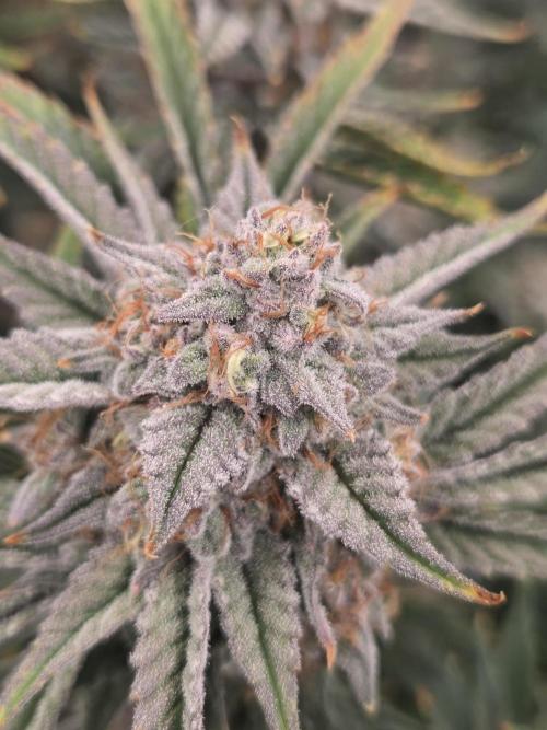 Strawberry Milk and Cookies Remix #2. Week 11