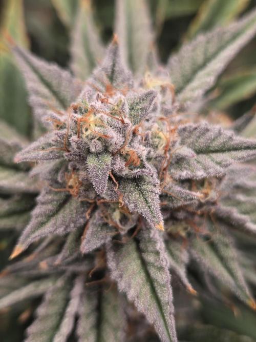 Strawberry Milk and Cookies Remix #2. Week 11