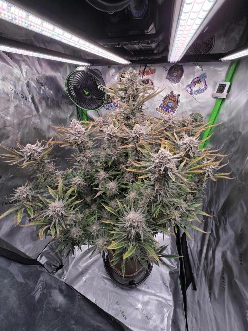 Strawberry Milk and Cookies Remix #2. Week 12