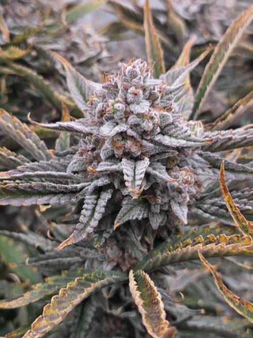 Strawberry Milk and Cookies Remix #2. Week 12