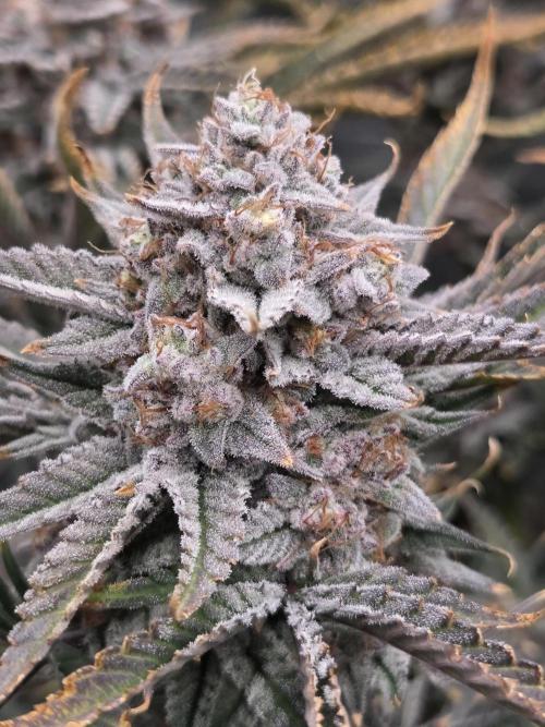 Strawberry Milk and Cookies Remix #2. Week 12