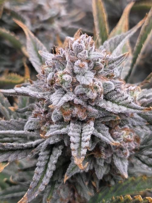 Strawberry Milk and Cookies Remix #2. Week 12
