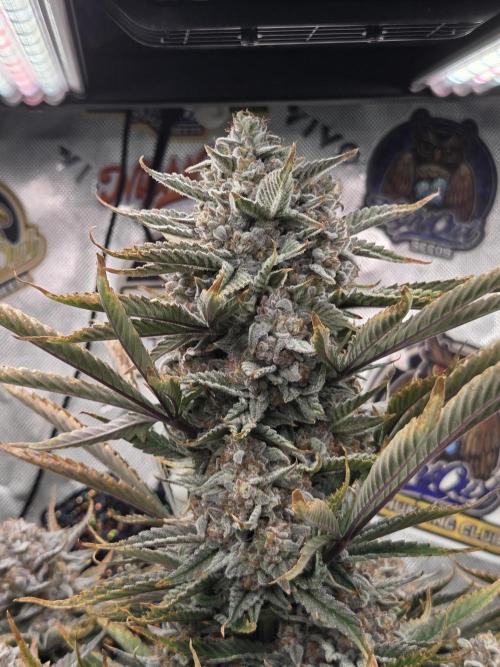 Strawberry Milk and Cookies Remix #2. Week 12