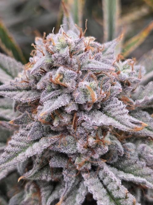 Strawberry Milk and Cookies Remix #2. Week 12
