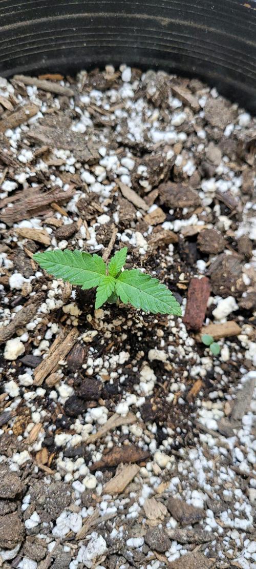 Auto banana blaze. Week 4