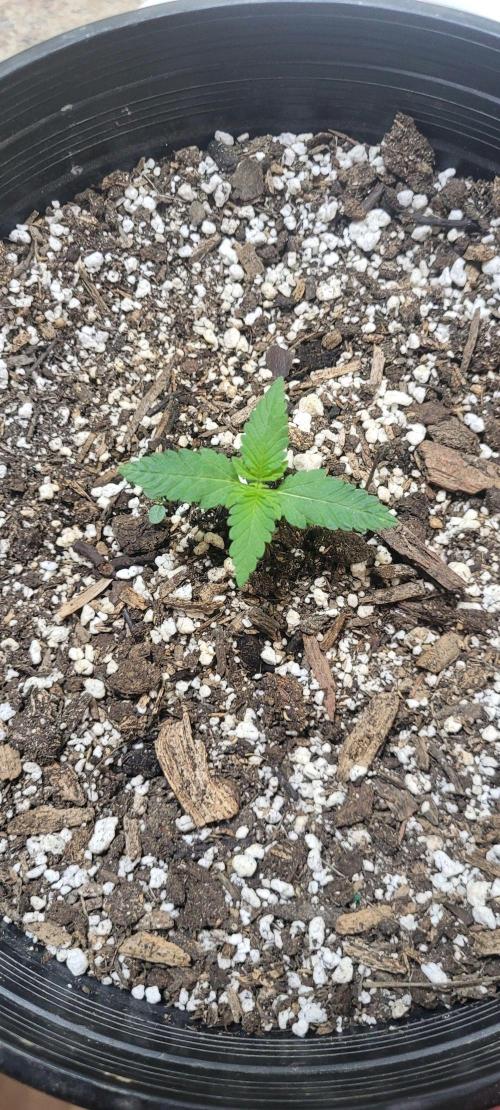 Auto banana blaze. Week 4