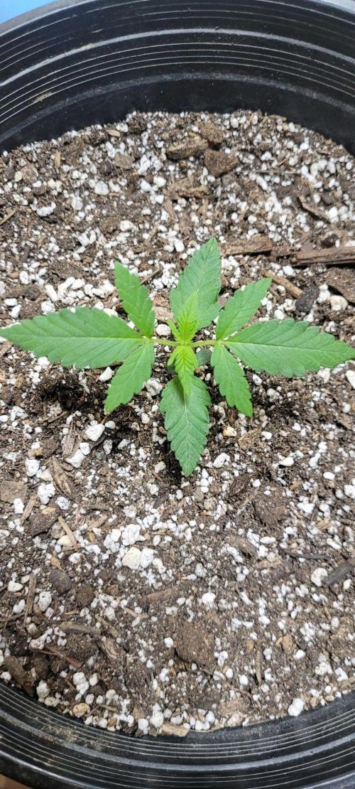 Auto banana blaze. Week 4