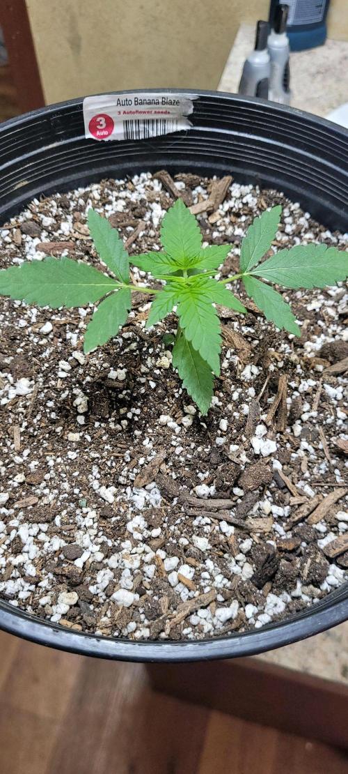 Auto banana blaze. Week 4