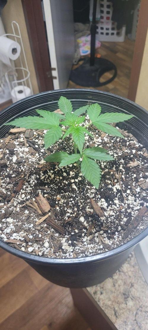 Auto banana blaze. Week 4