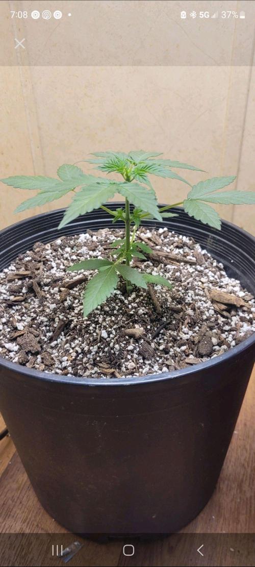 Auto banana blaze. Week 4